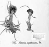 Image of Mitrula spathulata